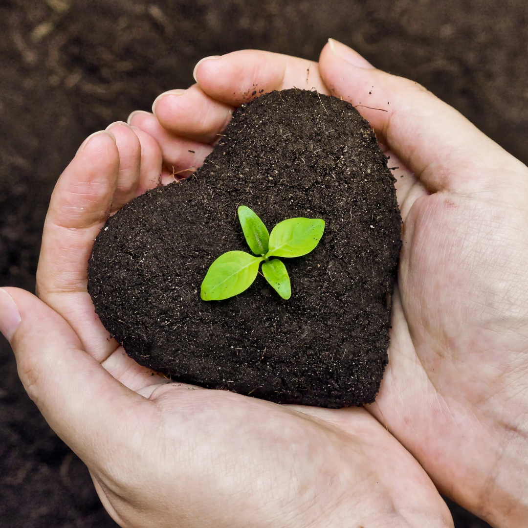 Image of some soil molded into the shape of a heart with a green plant growing out of and it's held in the palms of someone's hands as precious.