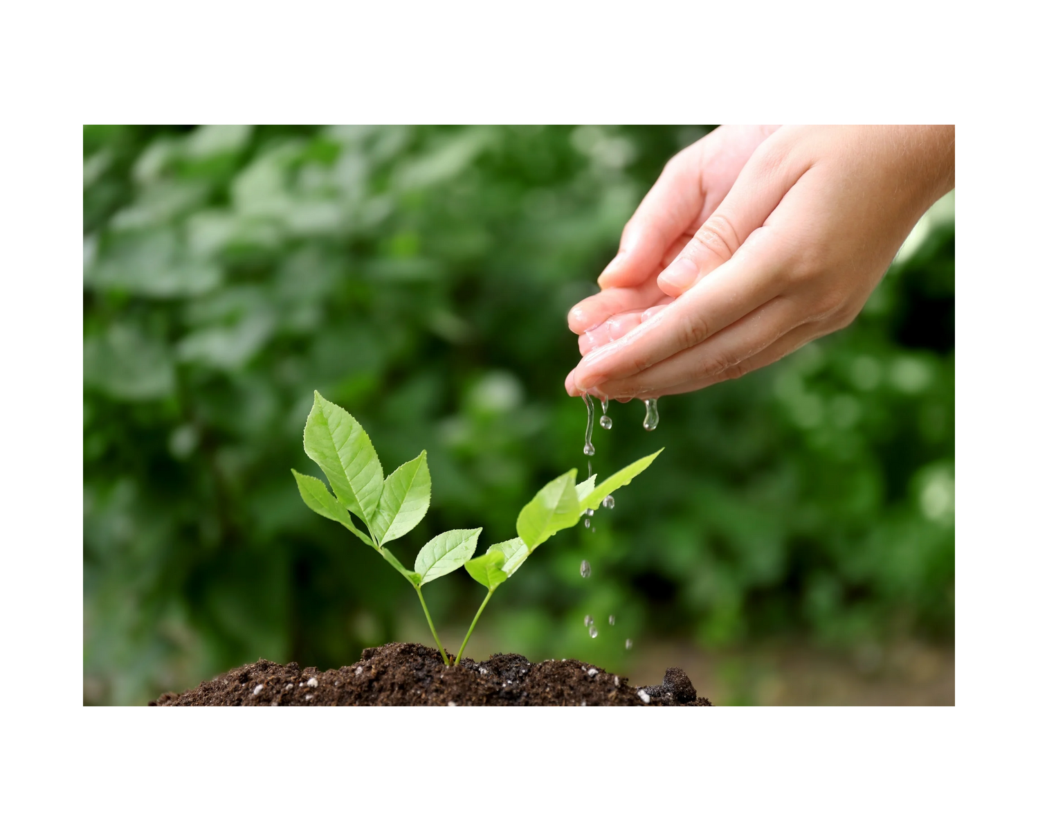 Image of a plant in the soil being water by two two hands with water dripping off the hands